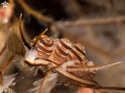 A Doto greenamyeri | Donut Nudibranch