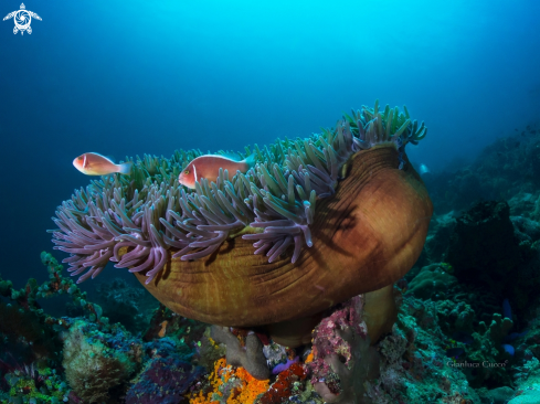 A Amphiprion perideraion | Pink skunk clownfish