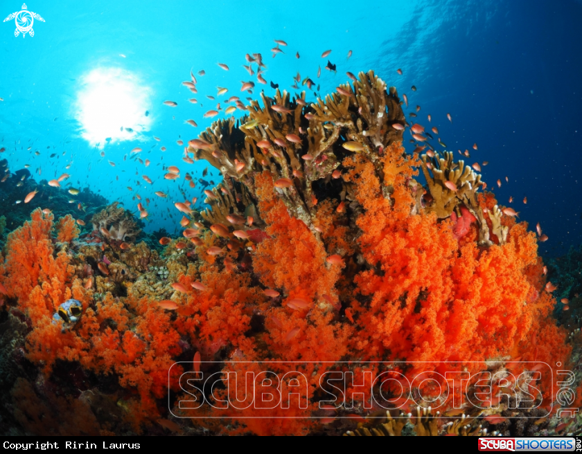 A Soft corals & Corals fishes