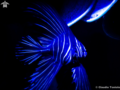 A Juvenile Zebra Batfish | Juvenile Zebra Batfish