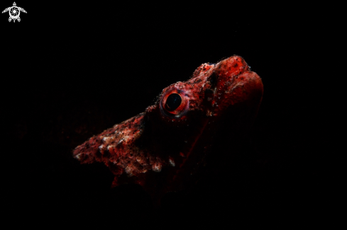 A Reptilian snake eel