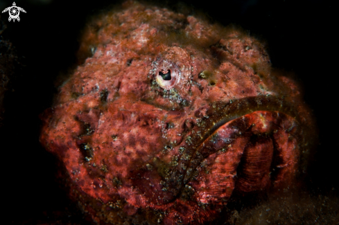 A Flasher scorpionfish