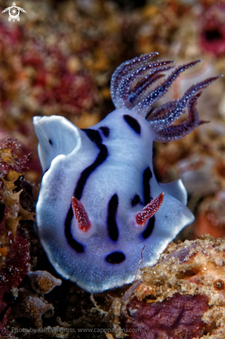 A Chromodoris willani | Nudibranche