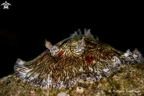 A Flat nudi