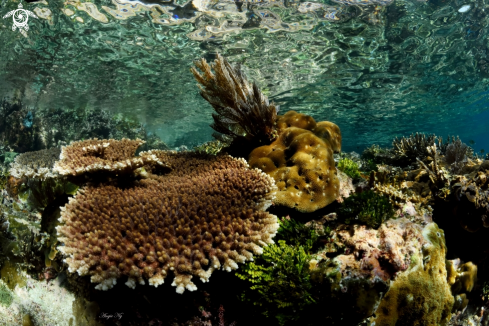 A coral reef