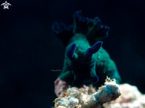 A Nembrotha milleri | Nembrotha milleri