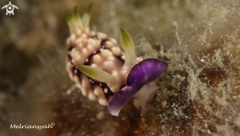 A Chromodoris Geometrica | Chromodoris Geometrica