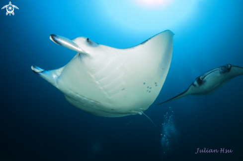 A Manta Ray