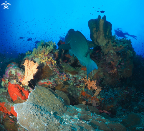 A Bolbometopon muricatum | Bumphead / Green humphead parrotfish