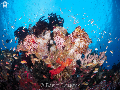 A CRINOID | SEA FEATHERS