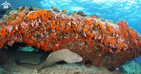 A Gymnothorax javanicus | GIANT MORAY EEL