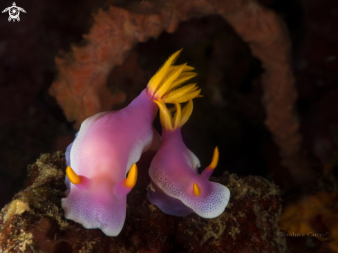 A Nudibranch (Hypselodoris apolegma)