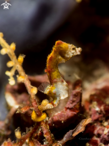 A Pygmy sea horse