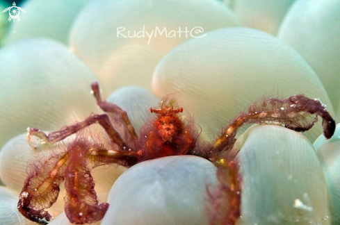 A Orang utan crab