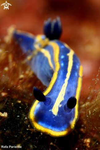 A Hypselodoris tricolor | Nudi