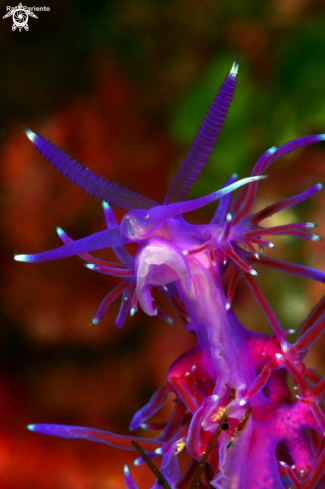 A Flabellina  | Nudi