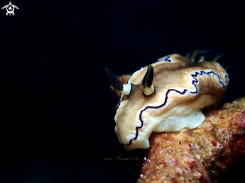 A Doriprismatica atromarginata | Cheesecake Nudi