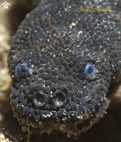 A Banded filed snake