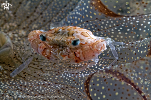 A Porzellan Crab