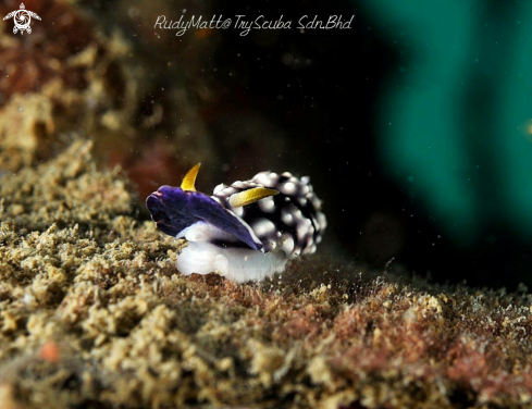 A Chromodoris geometrica | Nudibranch