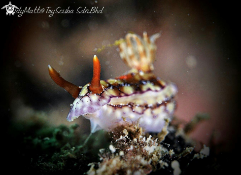 A Nudibranch