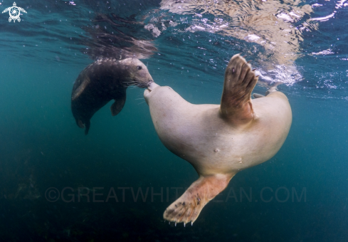 A Grey Seal