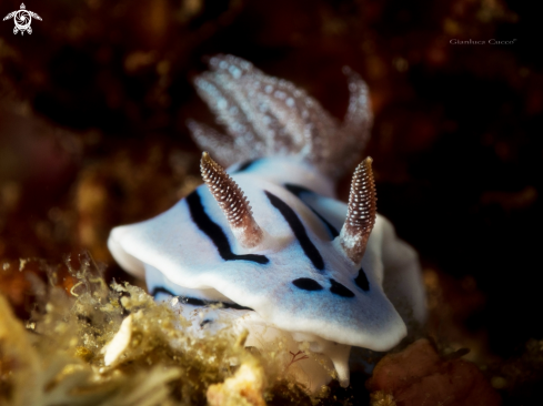 A Chromodoris Willani | Nudibranch