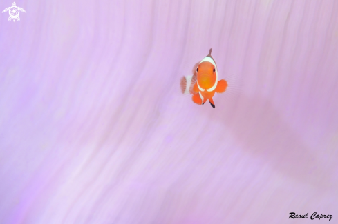 A Amphiprion