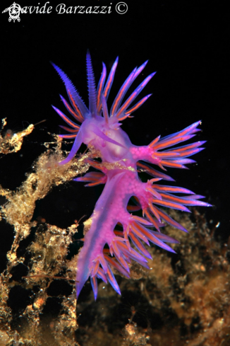 A Flabellina affinis | Flabellina