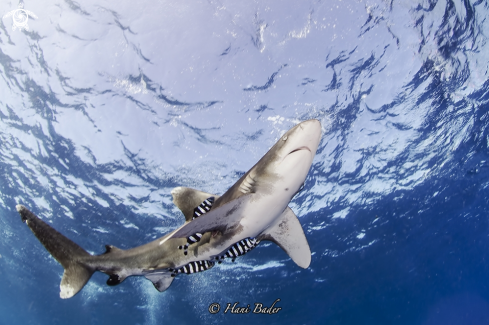 A Oceanic whitetip shark