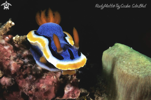 A Chromodoris annae | Nudibranch