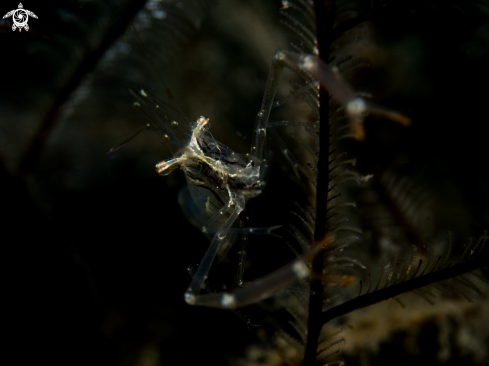 A Cuapetes grandis | Black and Silver Cuapetes Shrimp