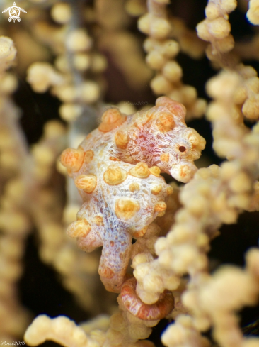 A Hippocampus bargibanti | Pygmy Seahorse