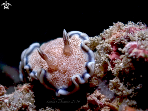 A Girdled Nudi