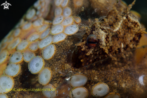 A An octopus hiding in a plastic bag