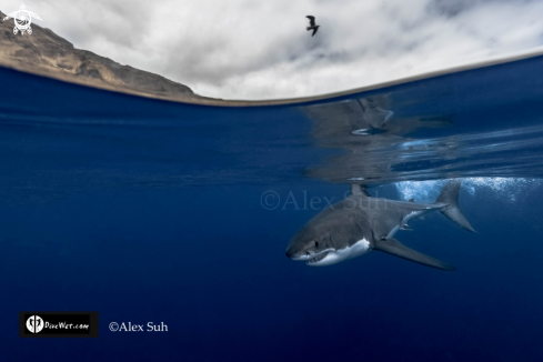 A Great White Shark