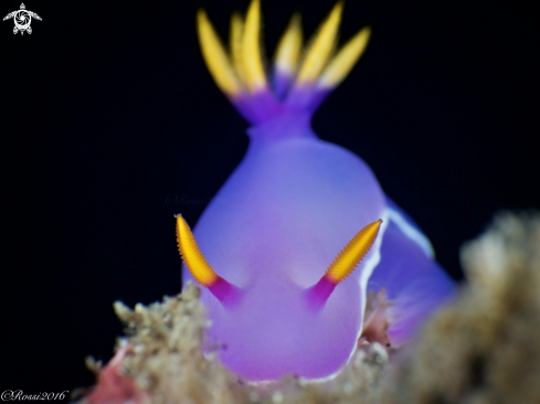 A Hypselodoris bullocki