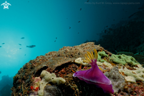 A Hypselodoris bullockii | Nudibranche