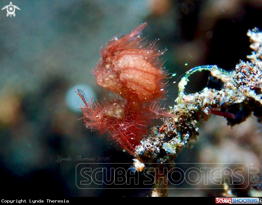 A Hairy/Algae Shrimp