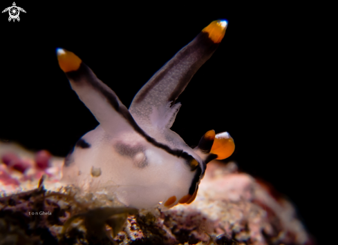 A Nudibranch