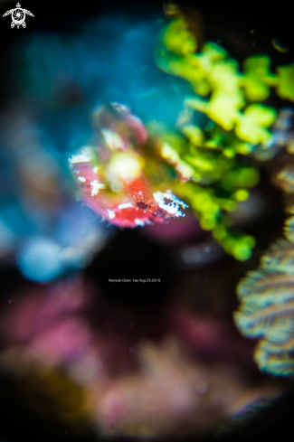 A Leaf scorpionfish