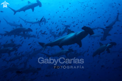 A Sphyma lewini | Hammerhead Shark