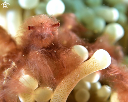 A Achaeus japonicus | Orangutan crab