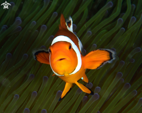 A Amphiprion ocellaris | Clownfish