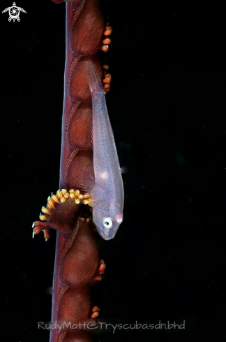 A Pleurosicya sp. | Whip Goby