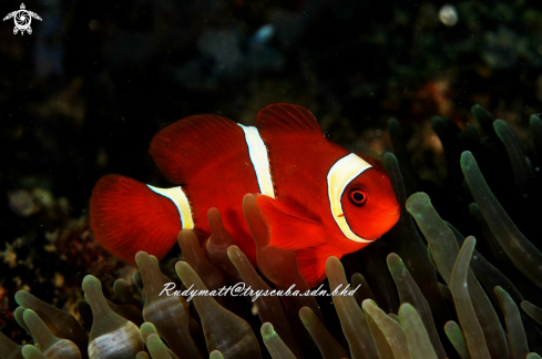 A Premnas biaculeatus | Clown Fish