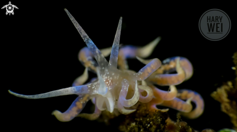 A Nudibranch