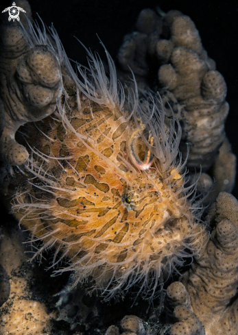 A Hair frog fish