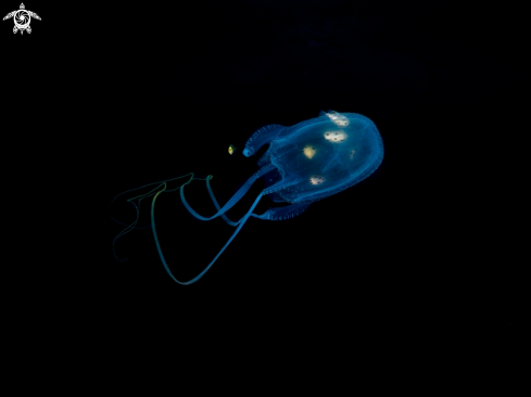 A Morbakka virulenta | Box Jellyfish