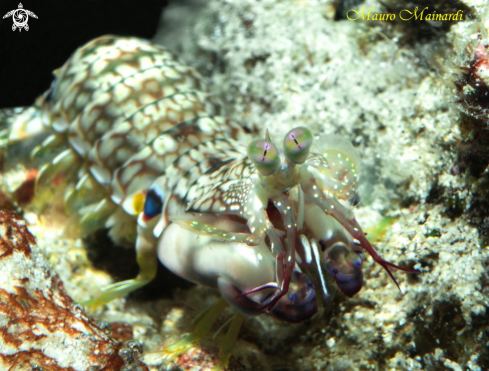 A Mantis Shrimp